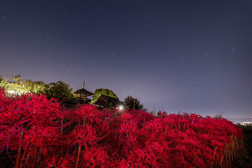 今年最後の彼岸花 : 宵闇写真館・ブログ