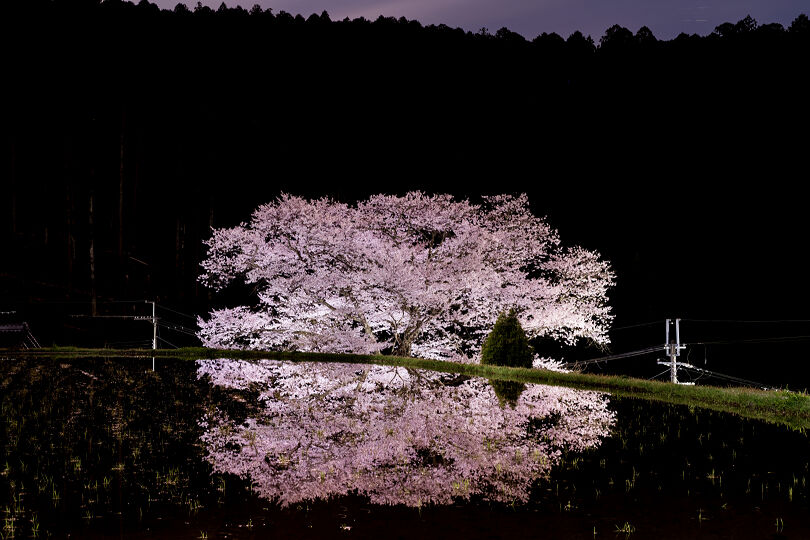月光下の諸木野の桜 : 宵闇写真館・ブログ