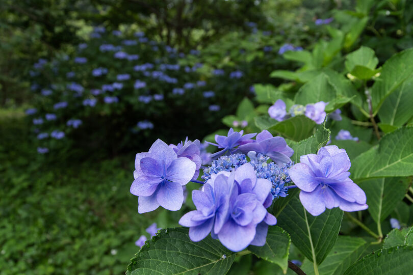高天寺橋本院の紫陽花2026 : 宵闇写真館・ブログ
