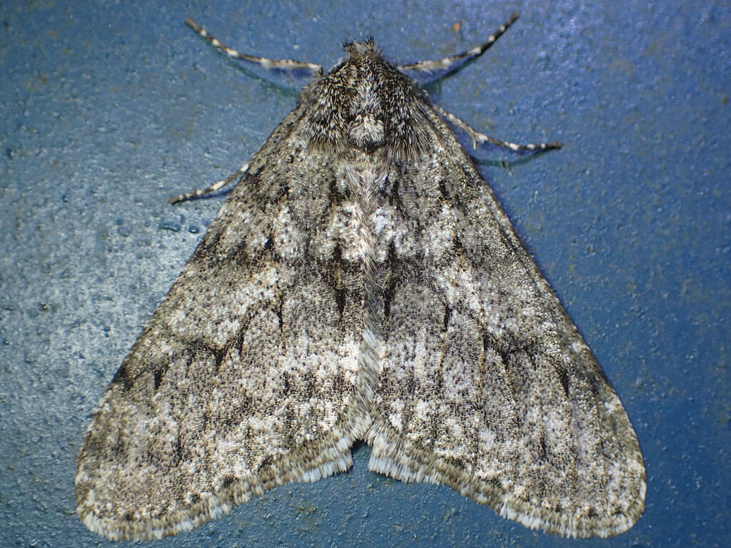 シモフリトゲエダシャク 自然ウォチング シモフリトゲエダシャク 自然ウォチング