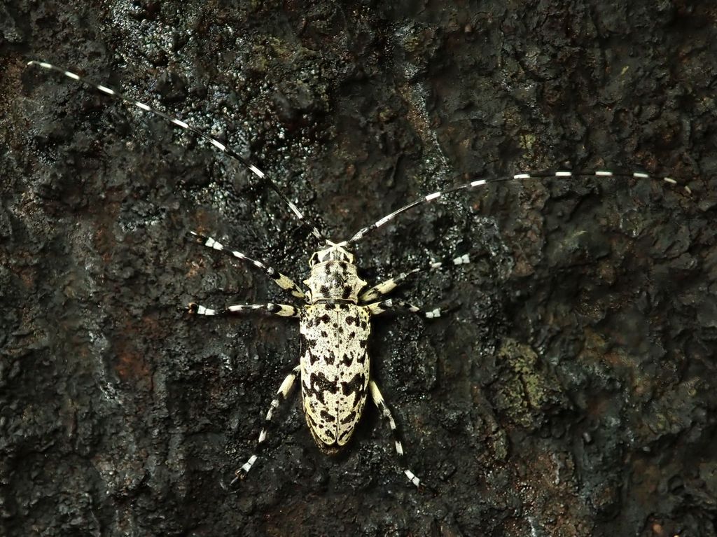 ヒゲナガゴマフカミキリ : 自然ウォチング
