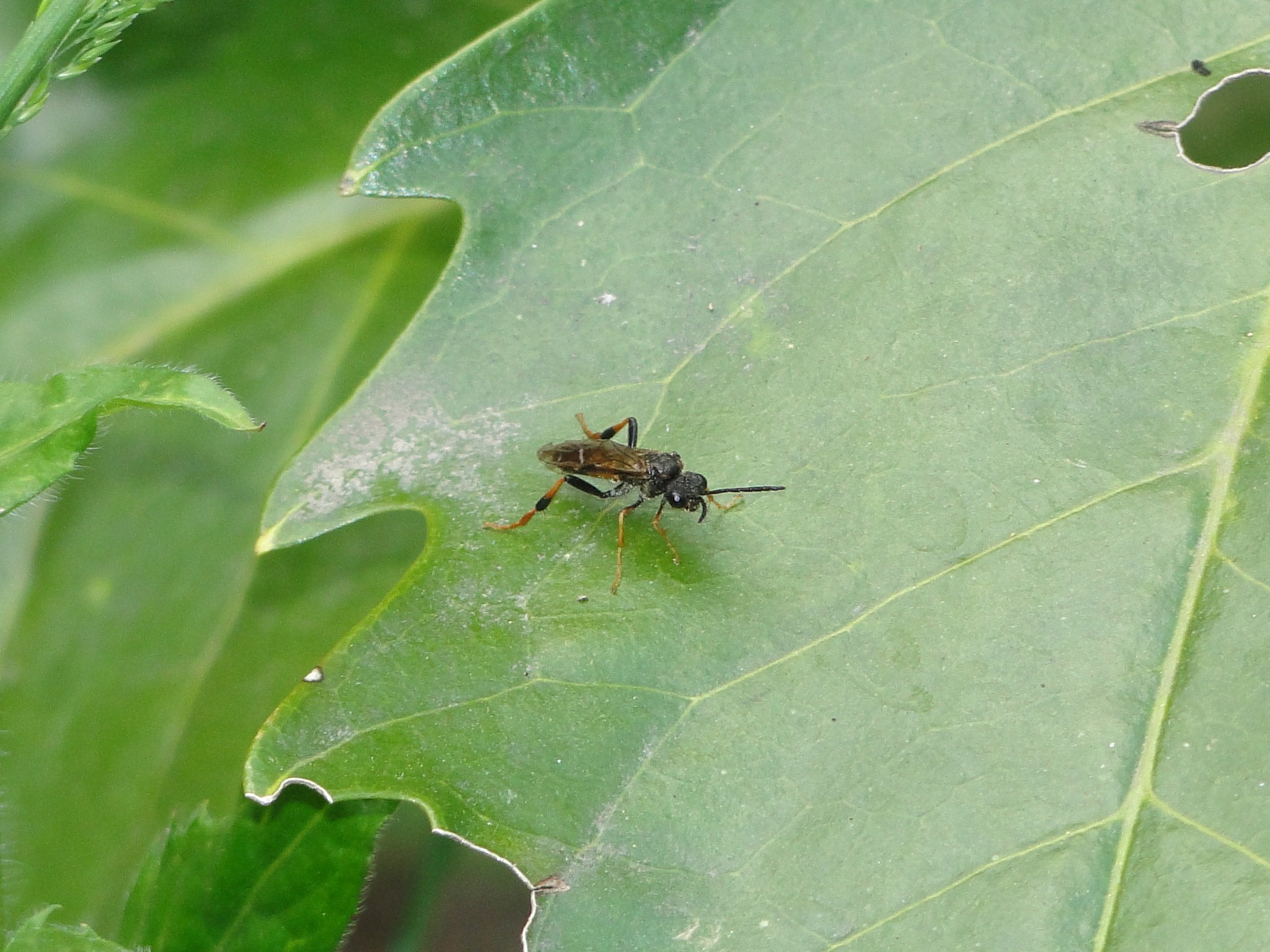 ツマジロハバチ 自然ウォチング