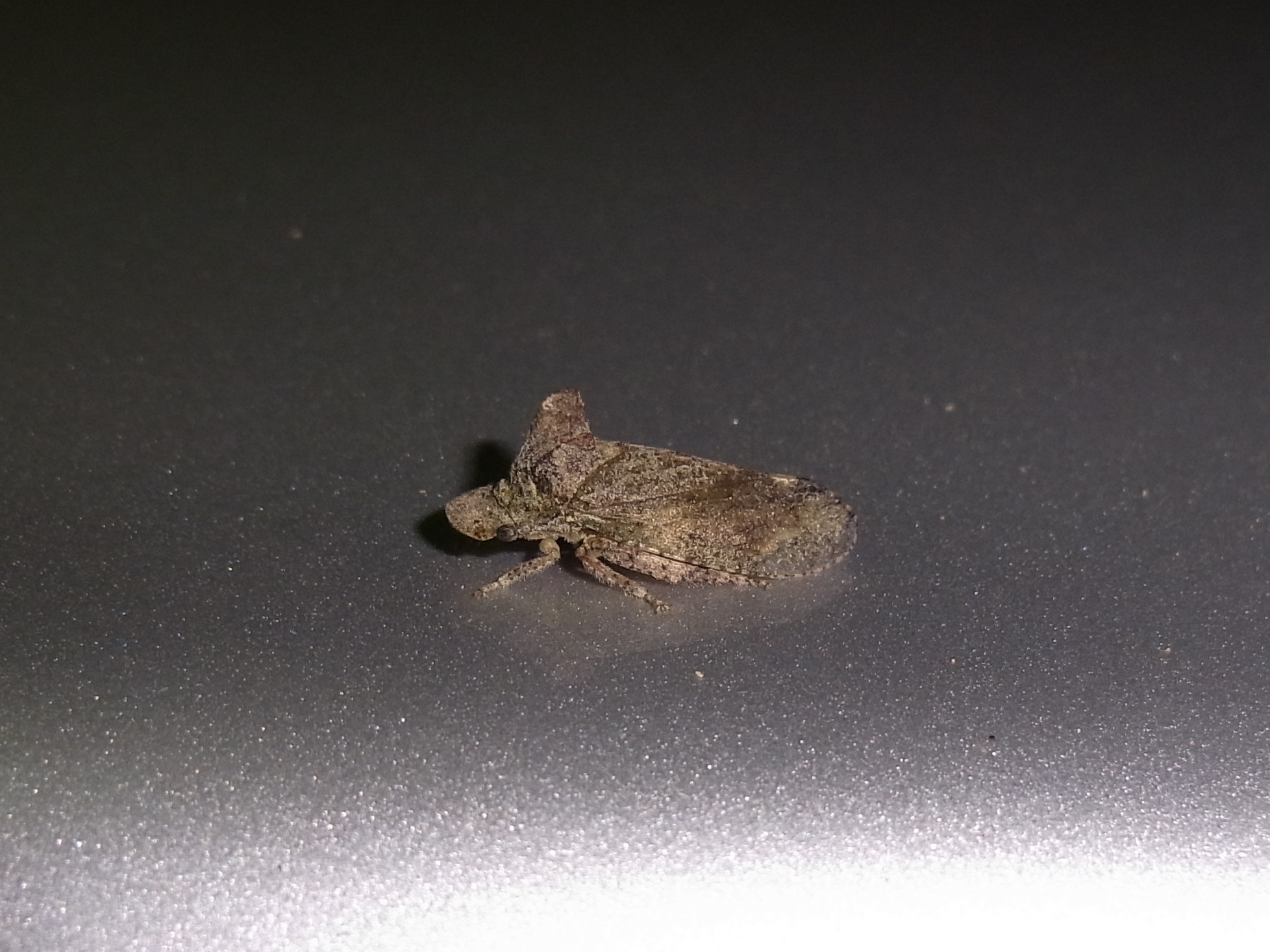 小さなミミズク 小さなミミズク 小さなミミズク