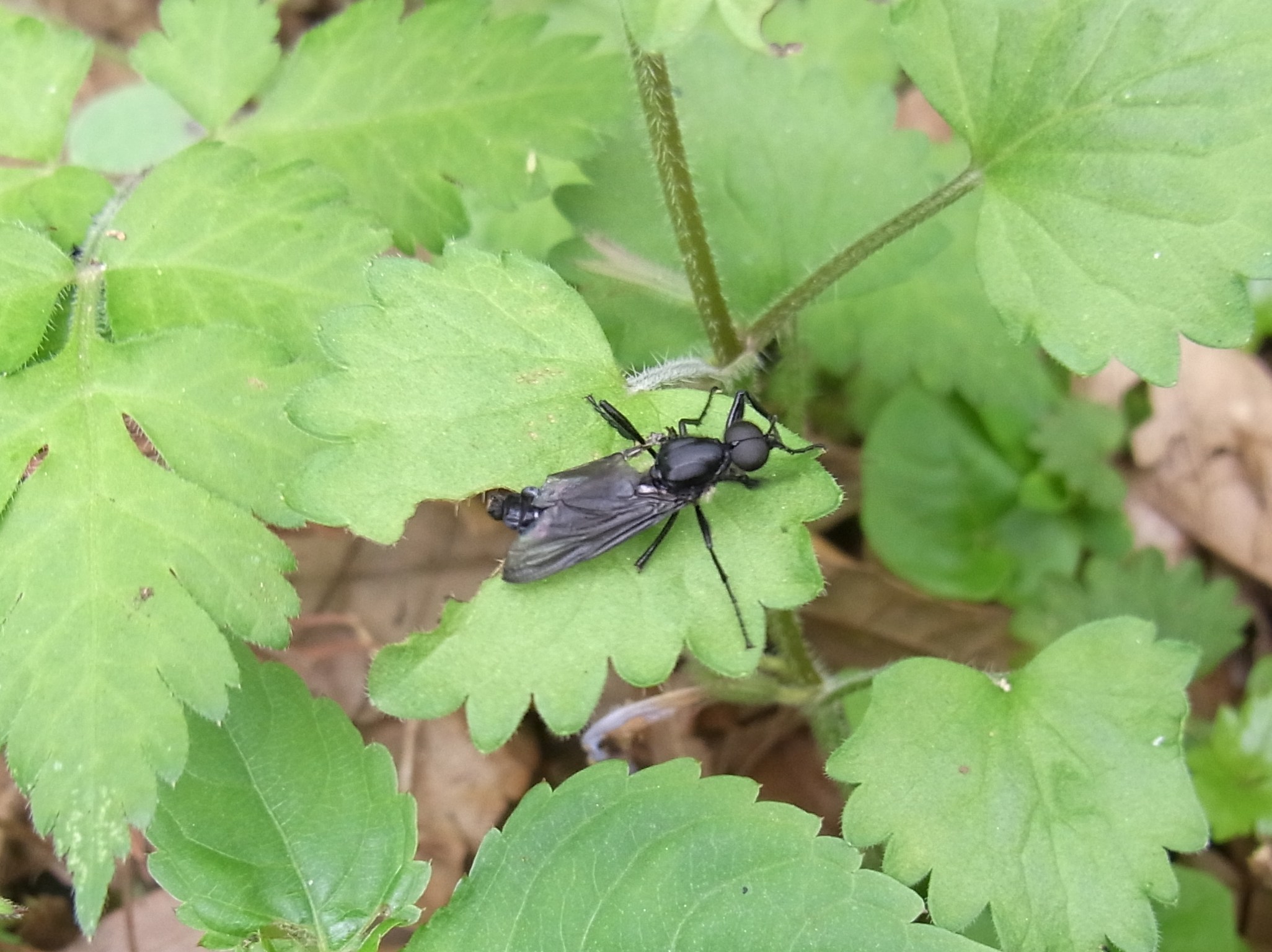 ハエ 自然ウォチング ハエ 自然ウォチング