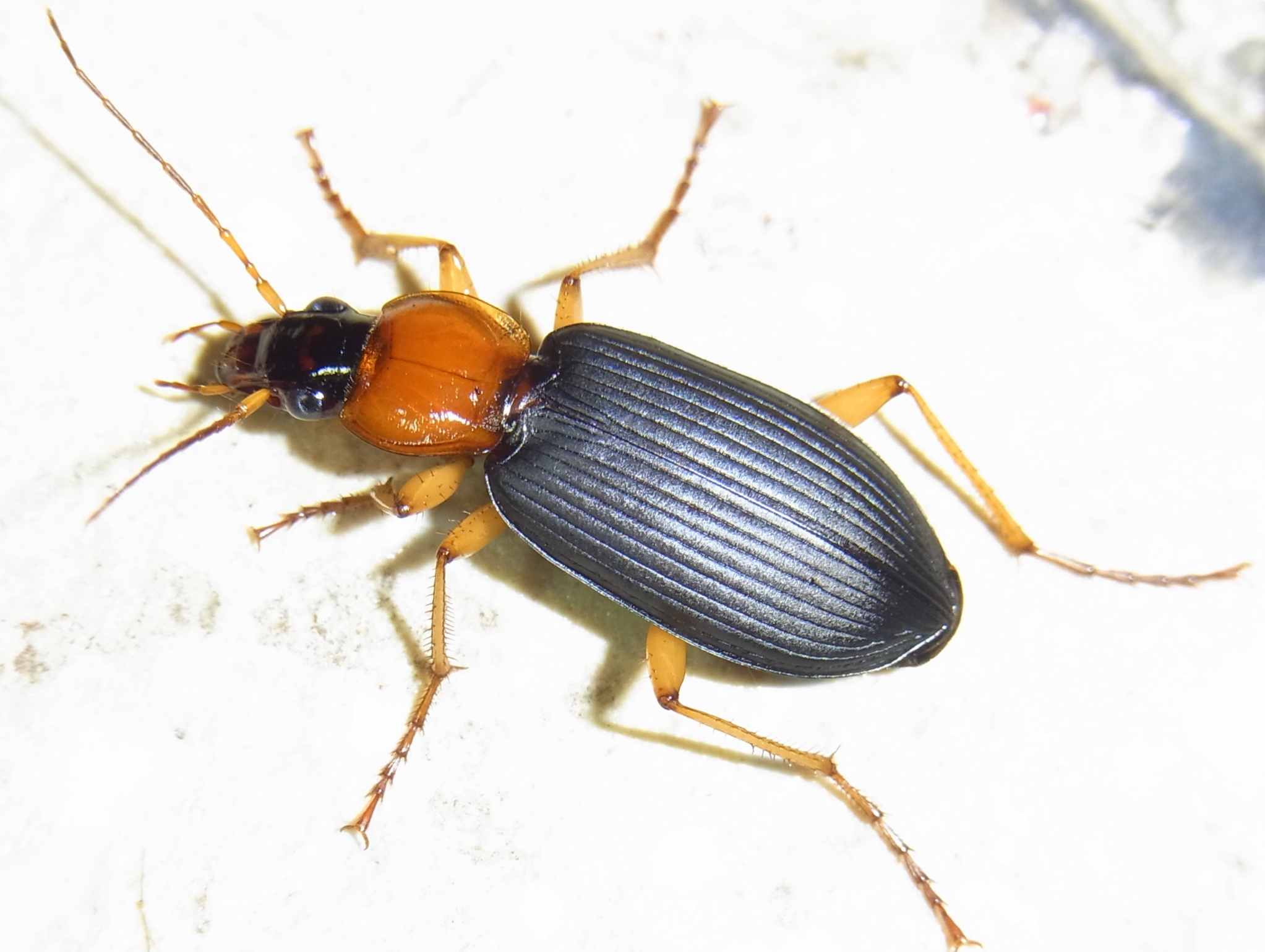 ゴミムシ 里山のゴミムシ クロツブゴミムシ