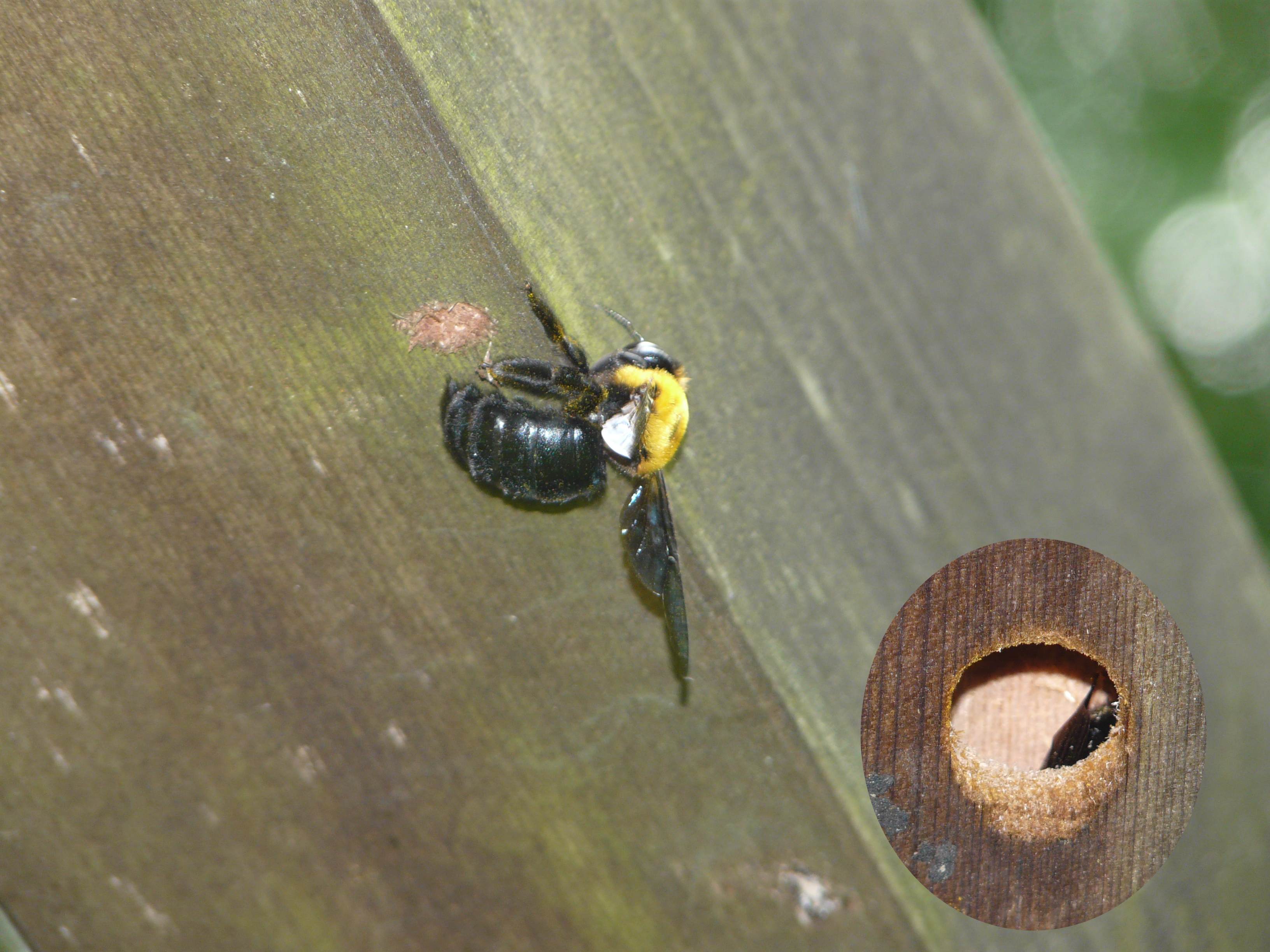 クマバチの居所 自然ウォチング