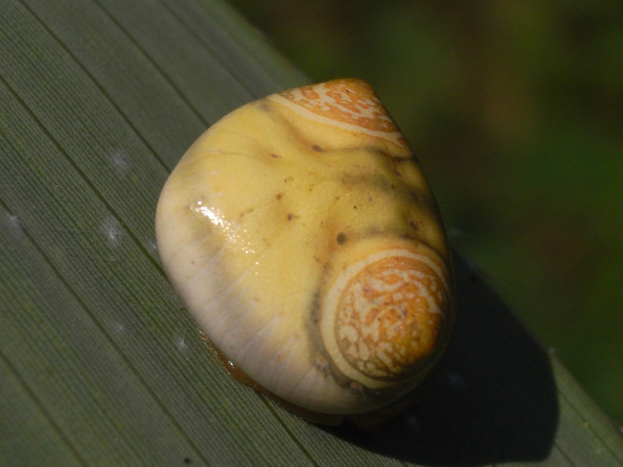 オオトリノフンダマシ 自然ウォチング