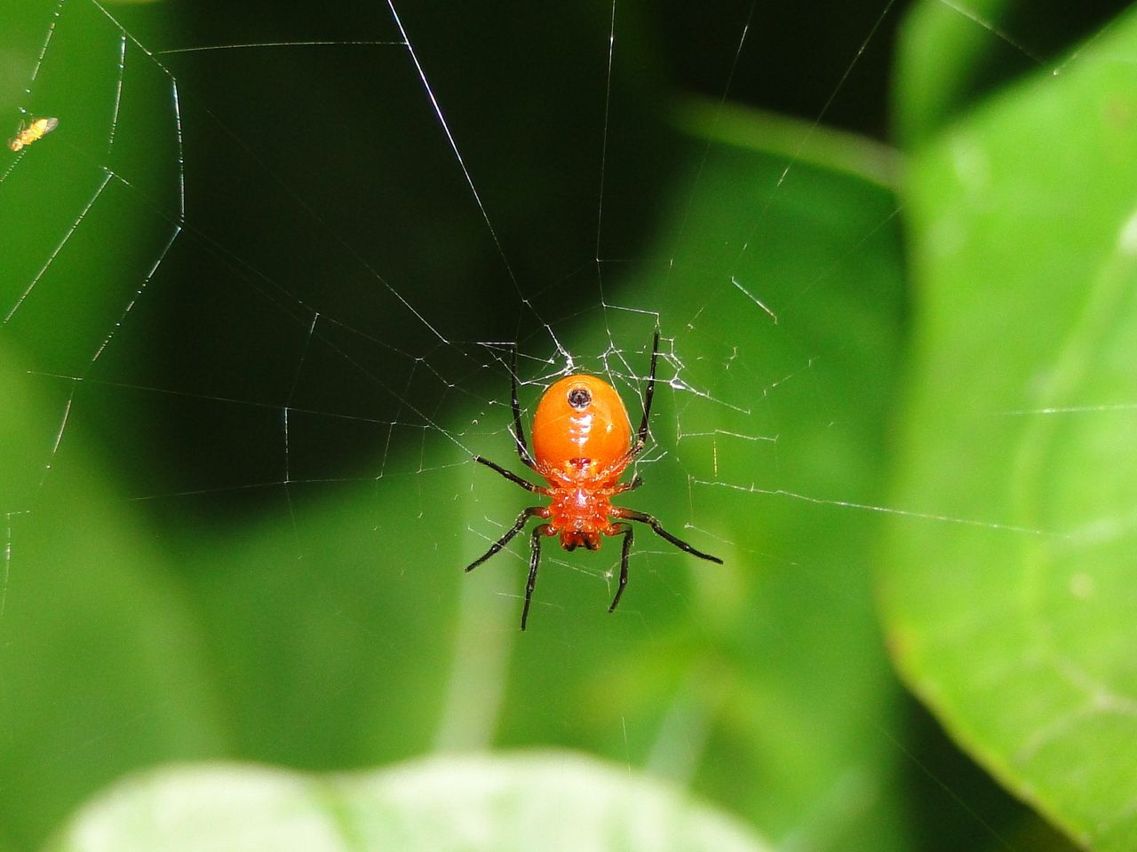 チビアカサラグモとカゲロウ 自然ウォチング