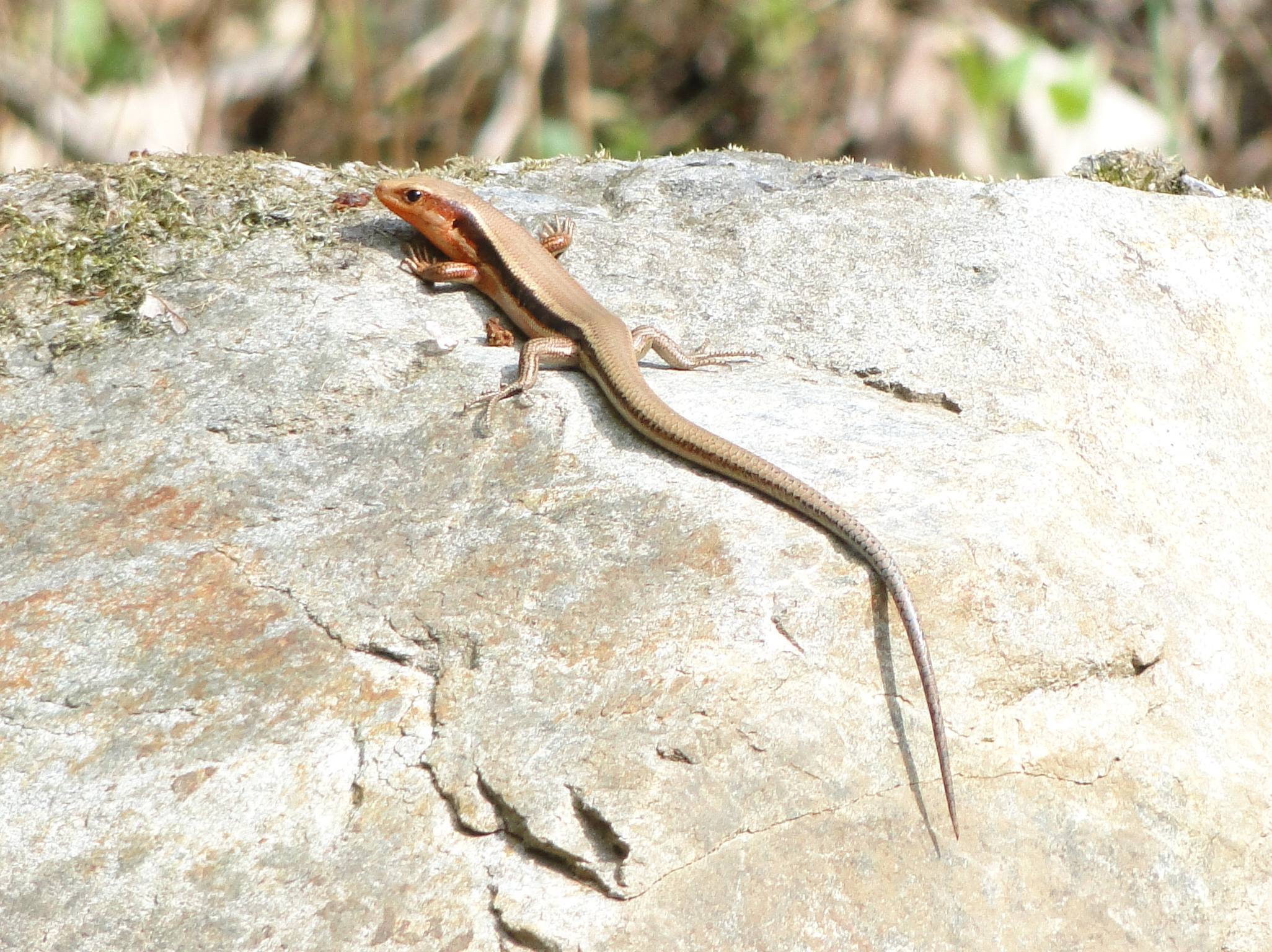 トカゲ 自然ウォチング