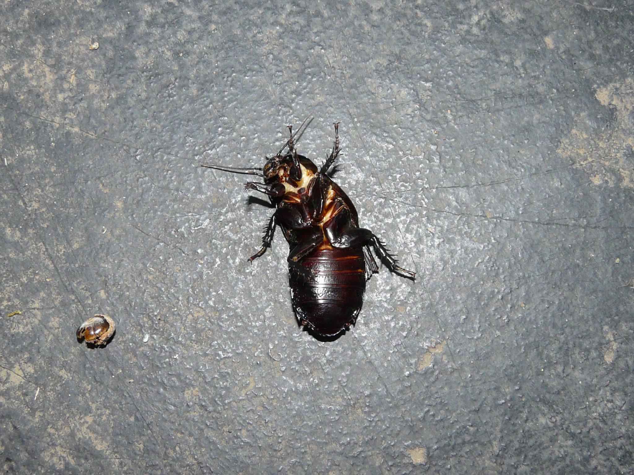 オオゴキブリ 自然ウォチング オオゴキブリ 自然ウォチング