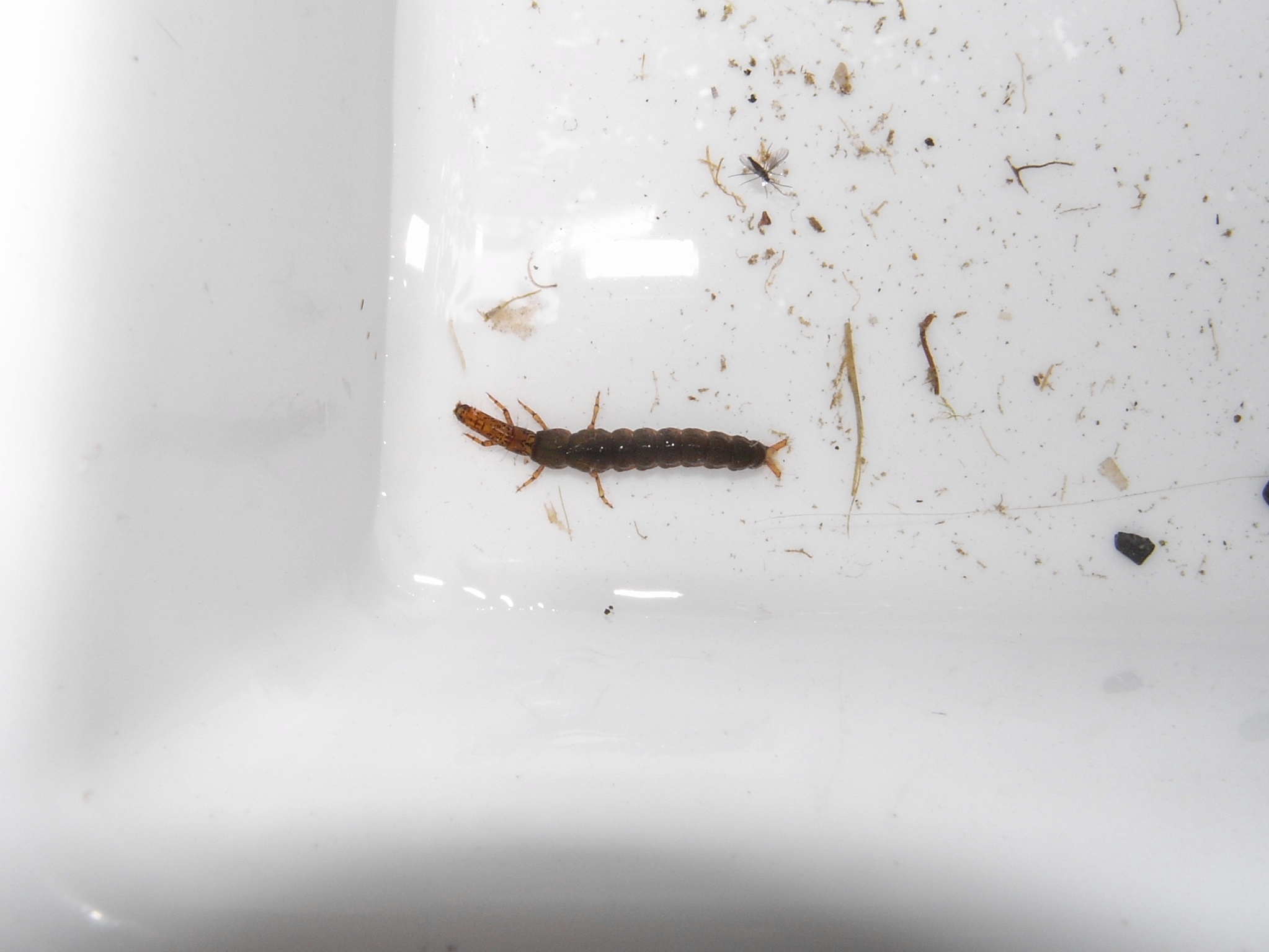 ヒゲナガカワトビケラ 自然ウォチング