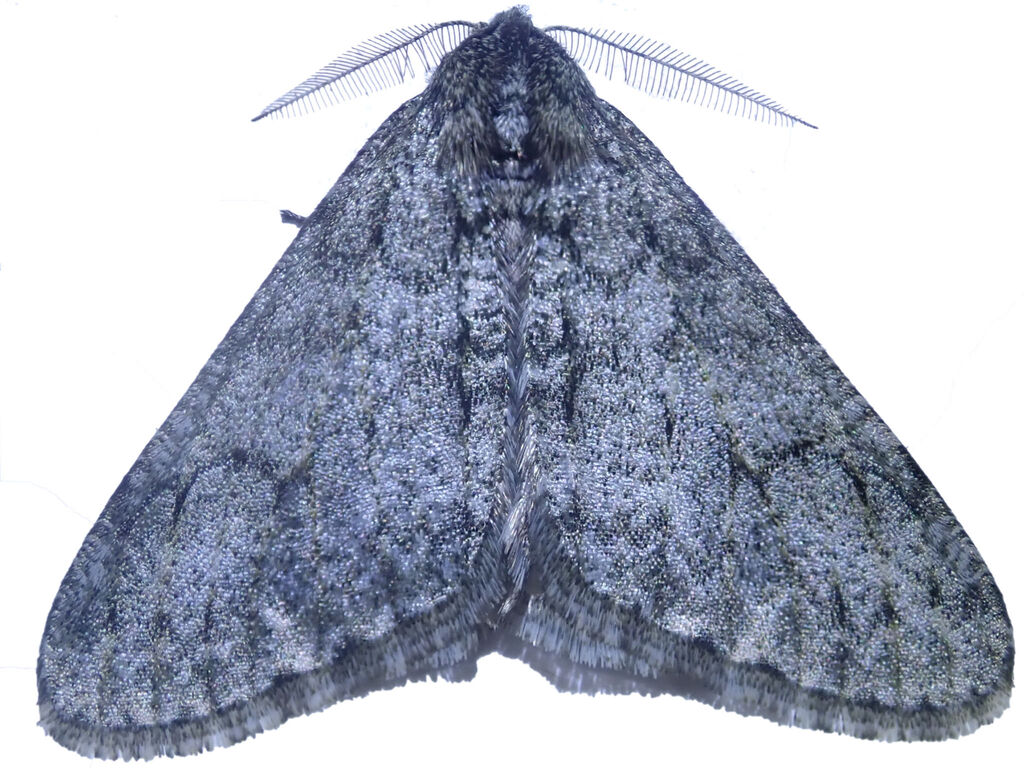 シモフリトゲエダシャク 自然ウォチング シモフリトゲエダシャク 自然ウォチング