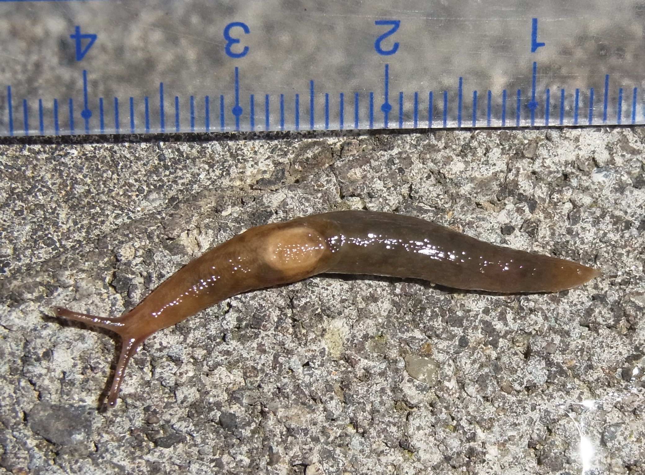 何ナメクジ 自然ウォチング