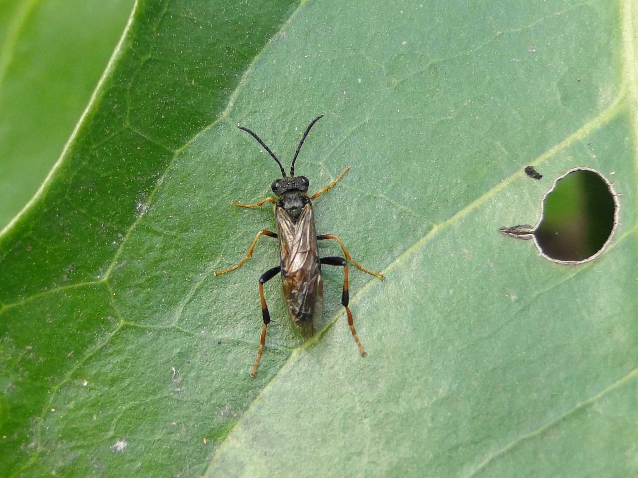 ツマジロハバチ 自然ウォチング