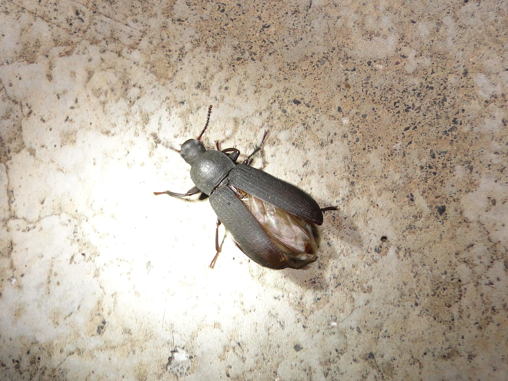 コメノゴミムシダマシ ゴミムシダマシ 自然ウォチング