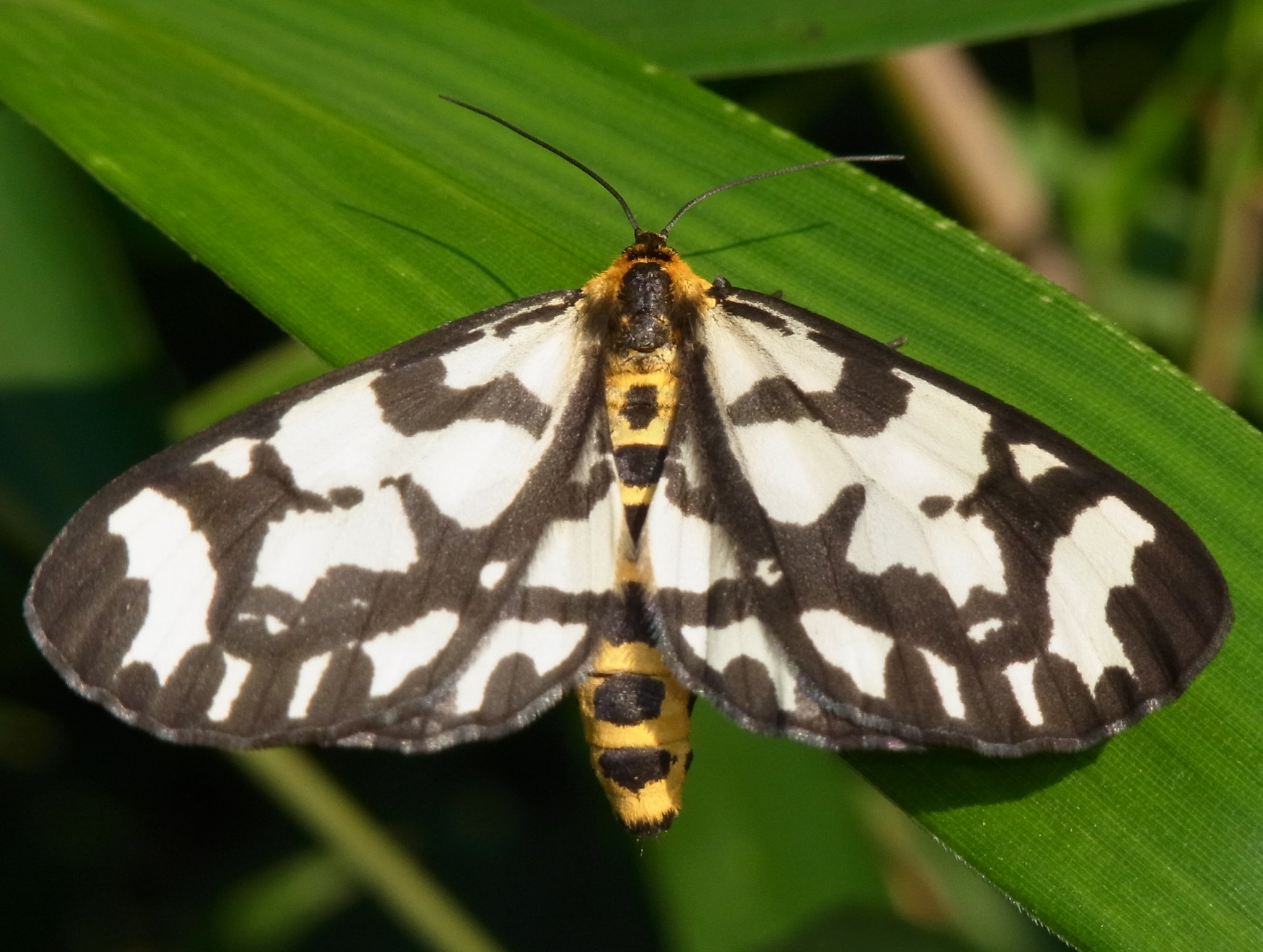 ウメエダシャク 自然ウォチング