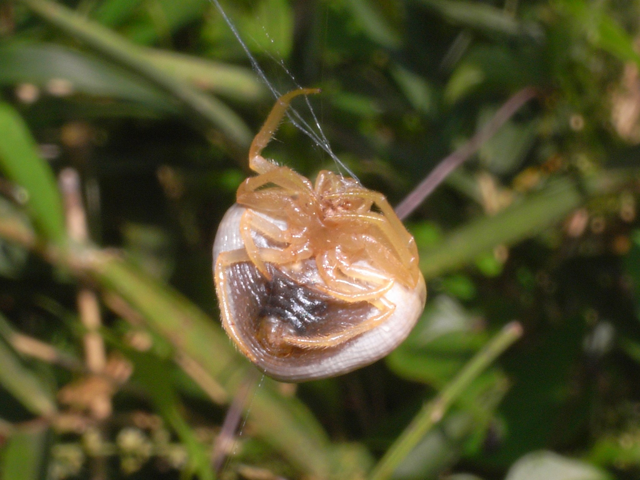 オオトリノフンダマシ 自然ウォチング