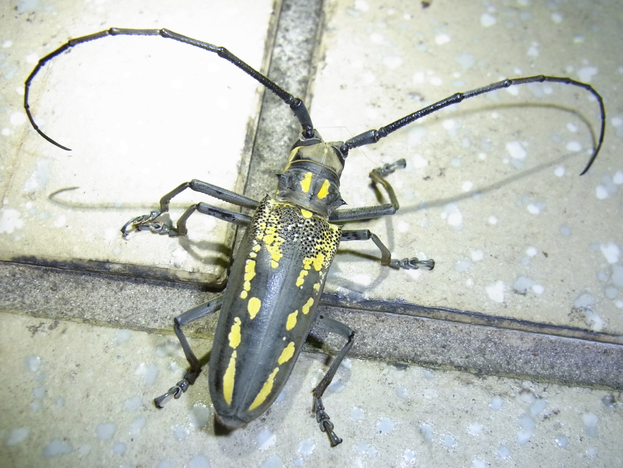 シロスジカミキリ : 自然ウォチング