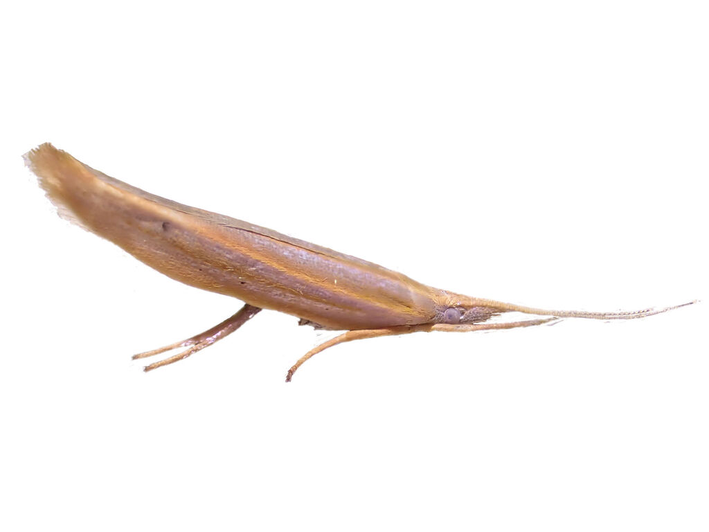 マユミオオクチブサガ 自然ウォチング