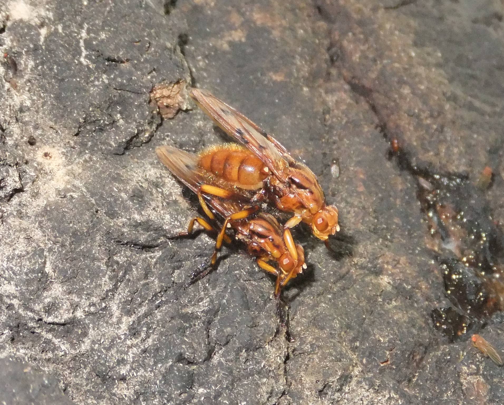 ハエ 自然ウォチング ハエ 自然ウォチング