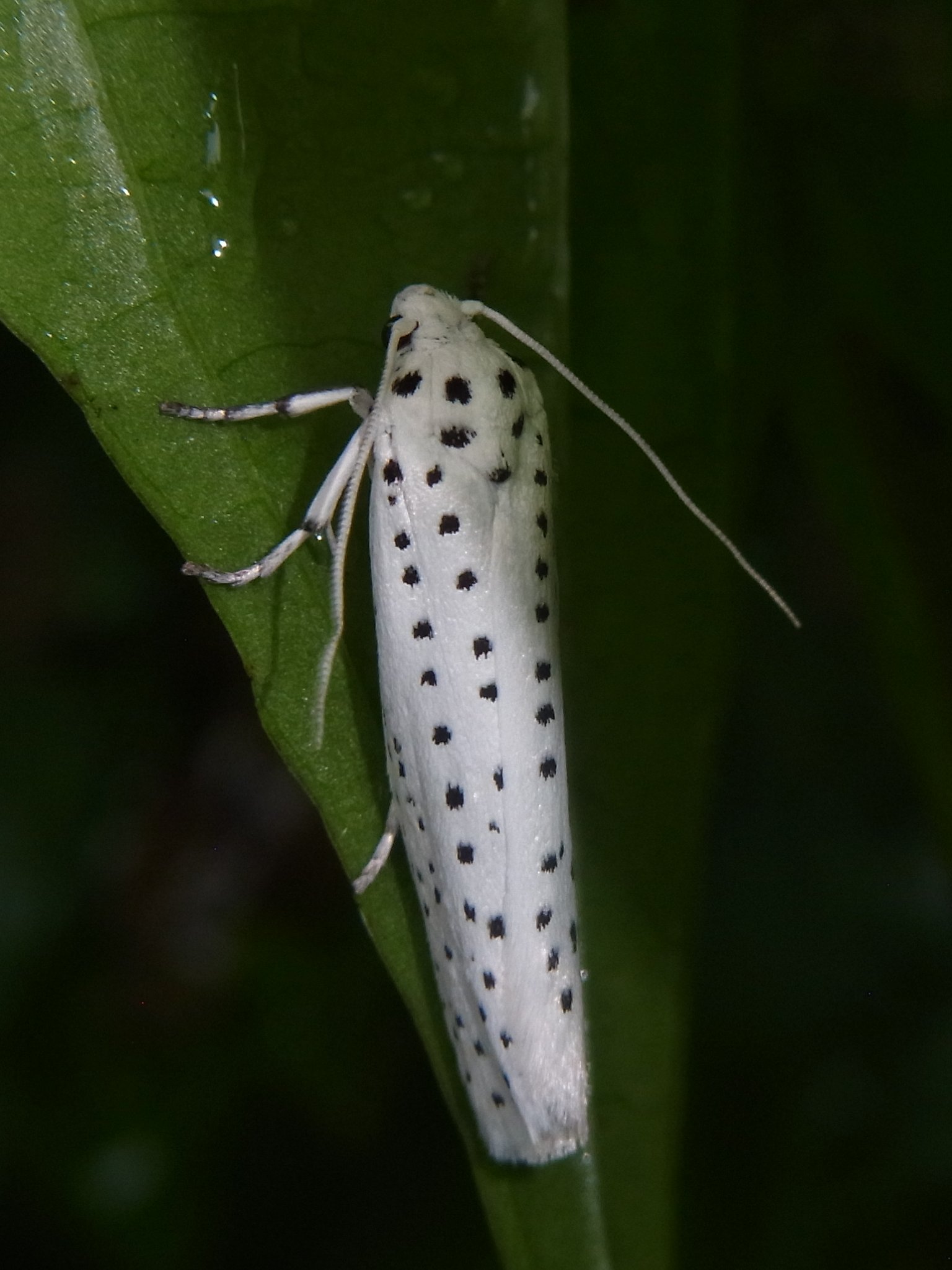 オオボシオオスガ 自然ウォチング