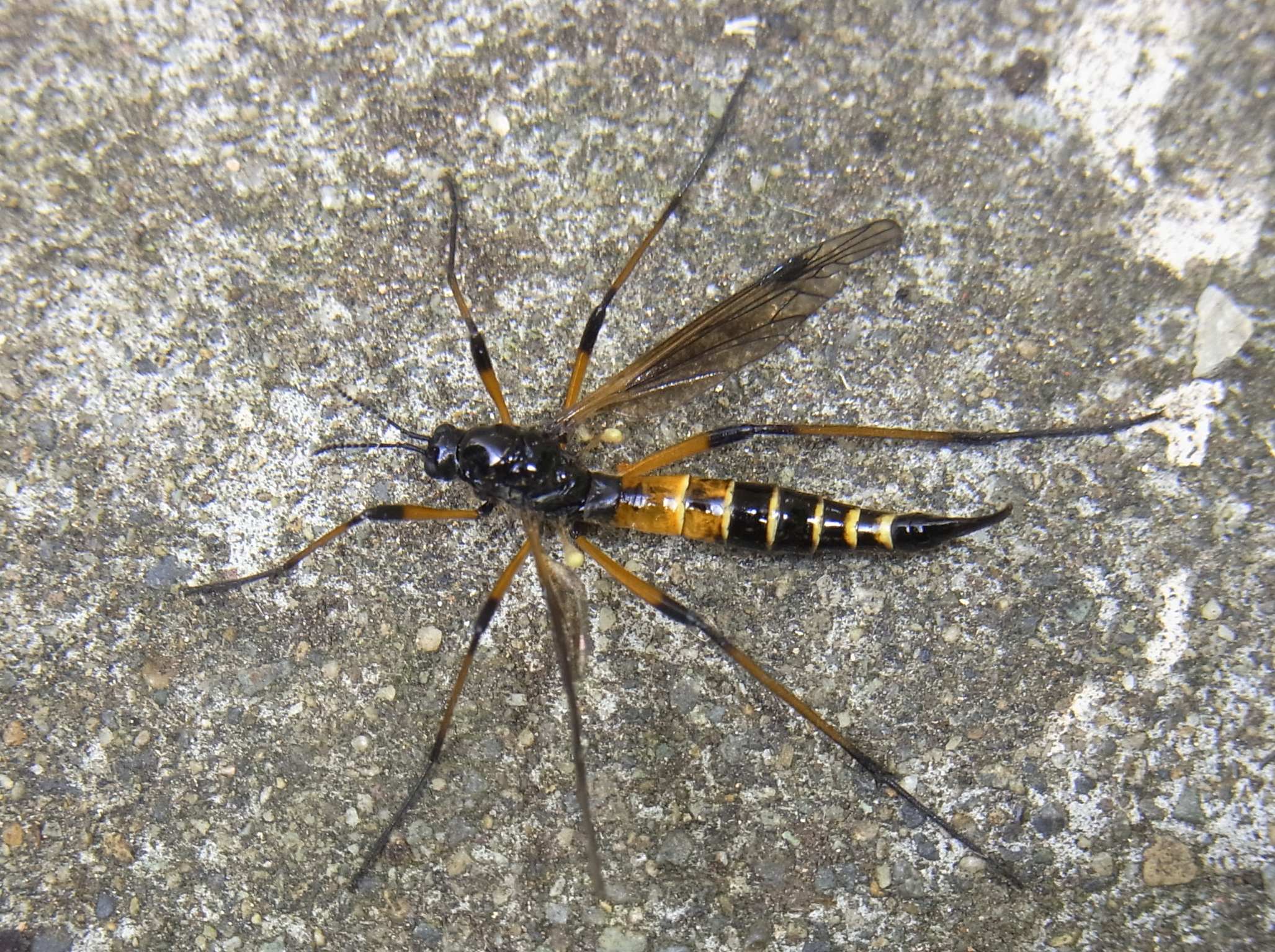 ネグロクシヒゲガガンボ ヒメバチ ガガンボ 自然ウォチング