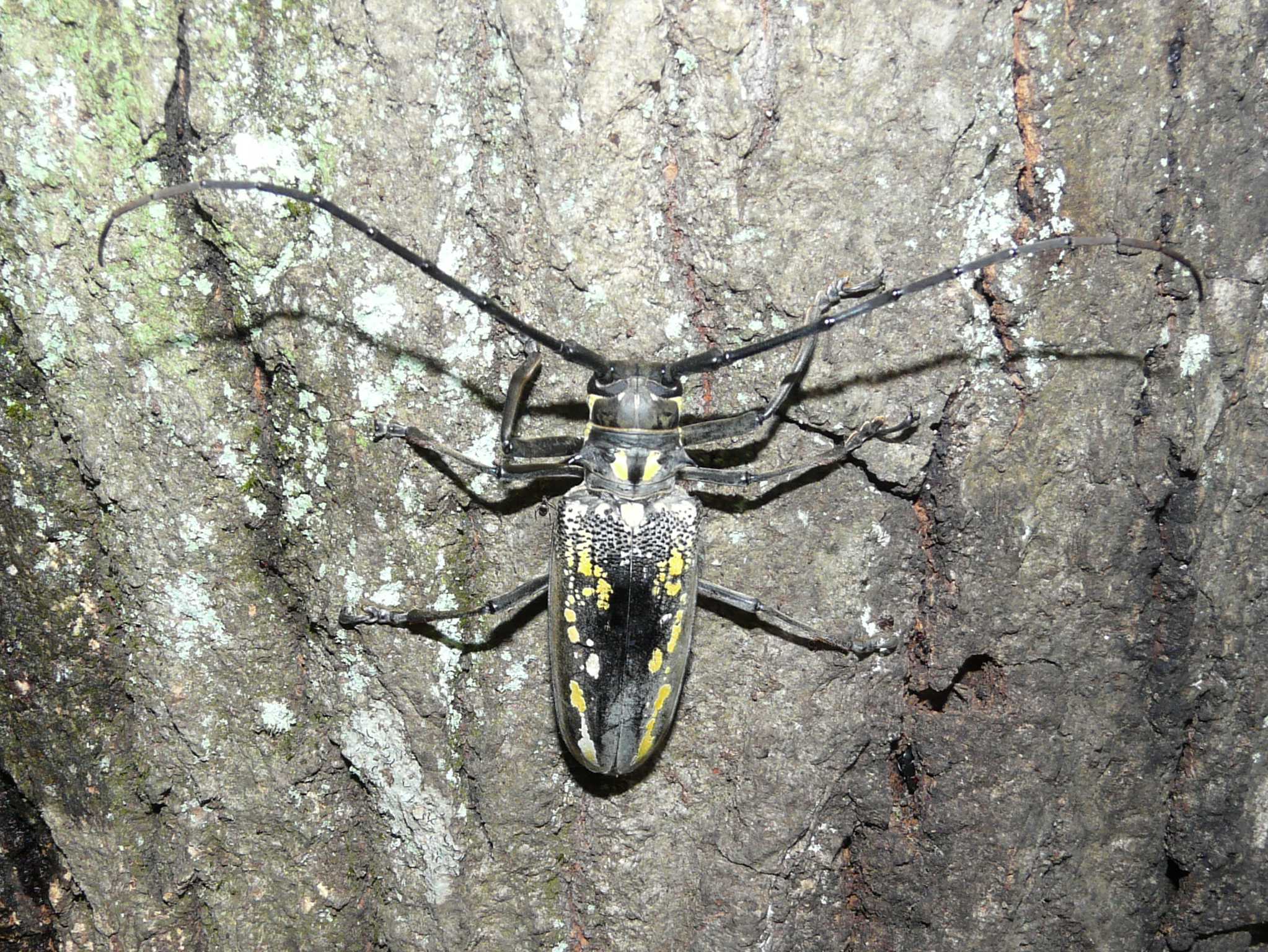 シロスジカミキリ 自然ウォチング シロスジカミキリ 自然ウォチング