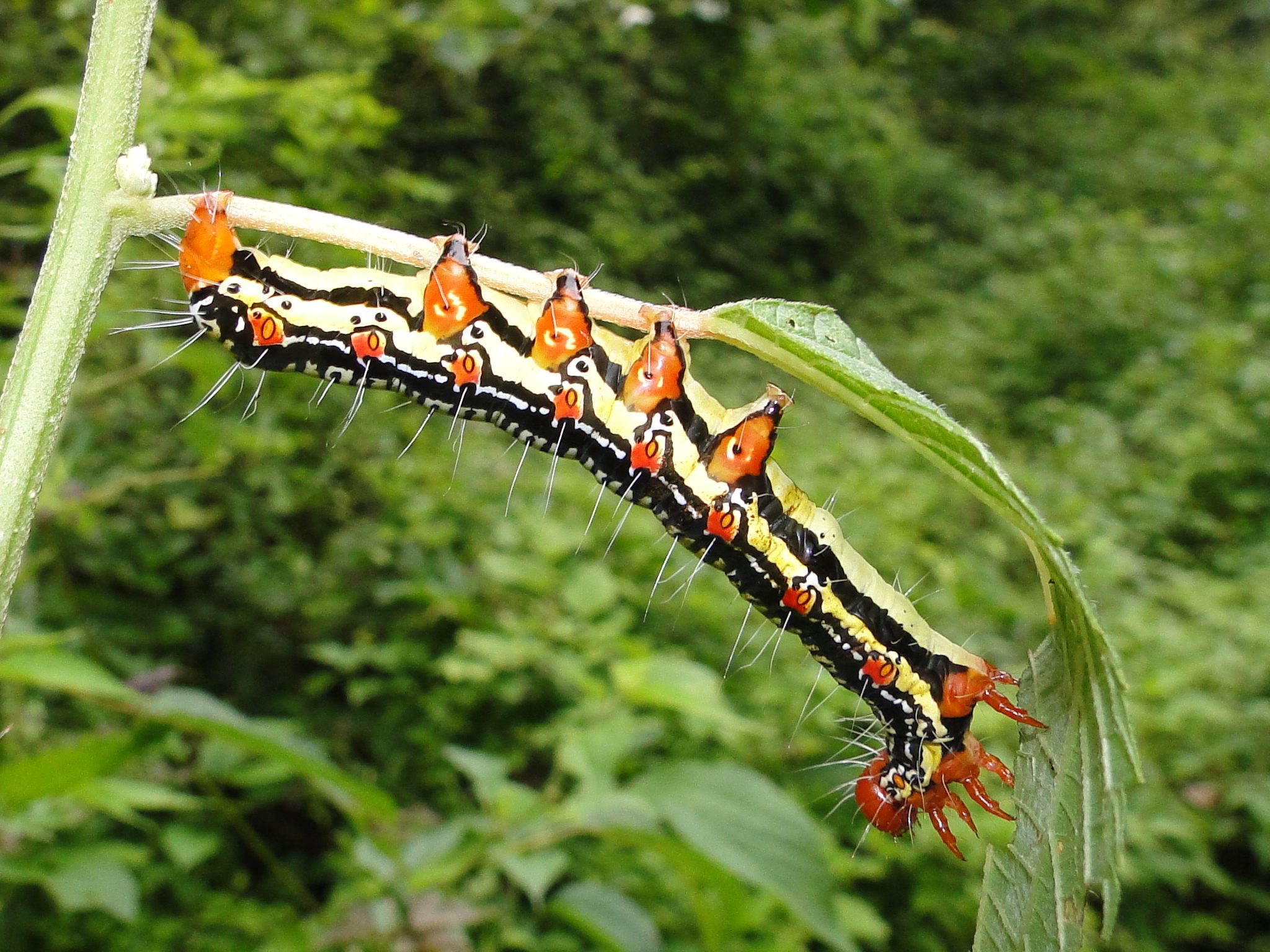 イラクサと毛虫 自然ウォチング イラクサと毛虫 自然ウォチング