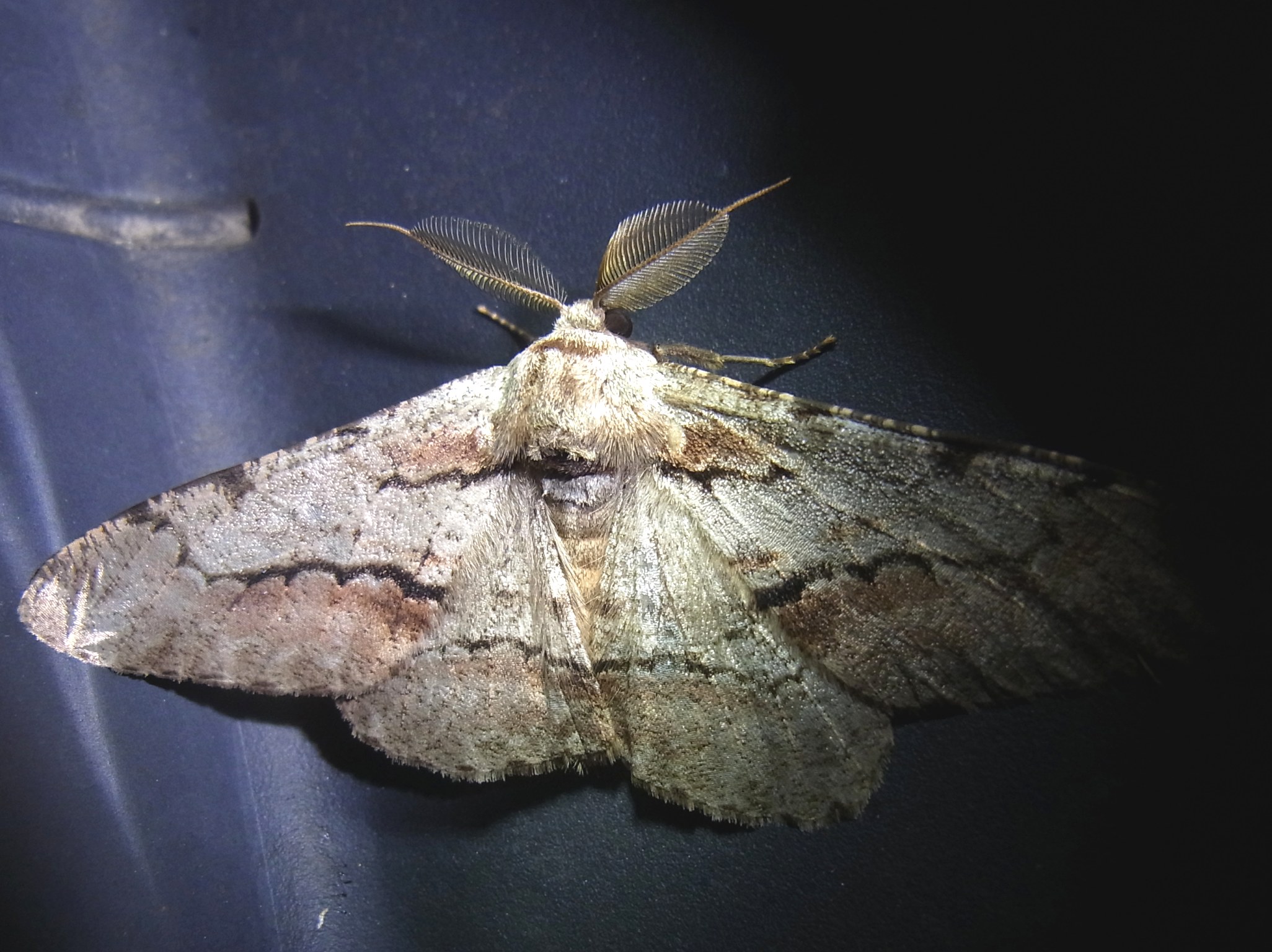 リンゴツノエダシャク ハイイロオオエダシャク 自然ウォチング リンゴツノエダシャク ハイイロオオエダシャク 自然ウォチング