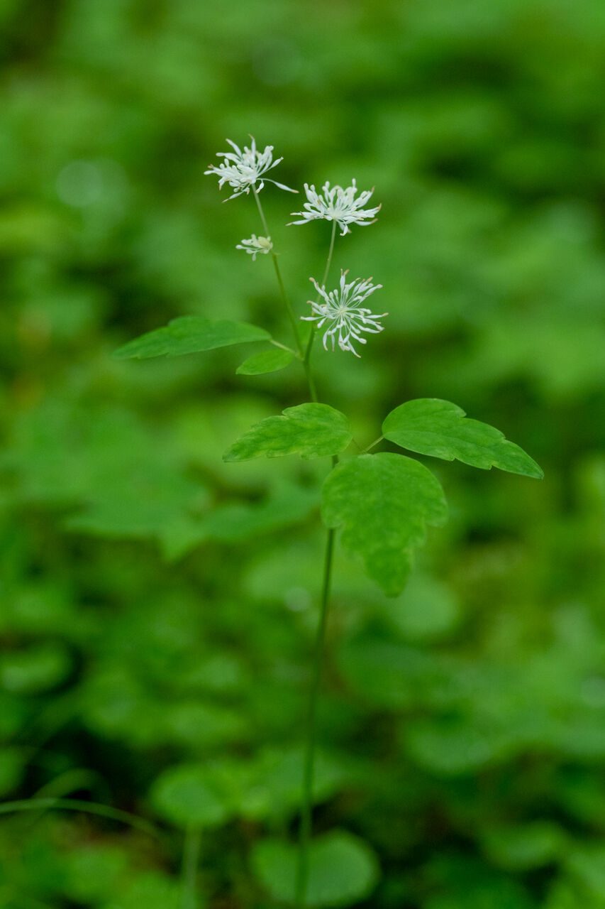 八ヶ岳中腹の花めぐり 八ヶ岳南麓便り