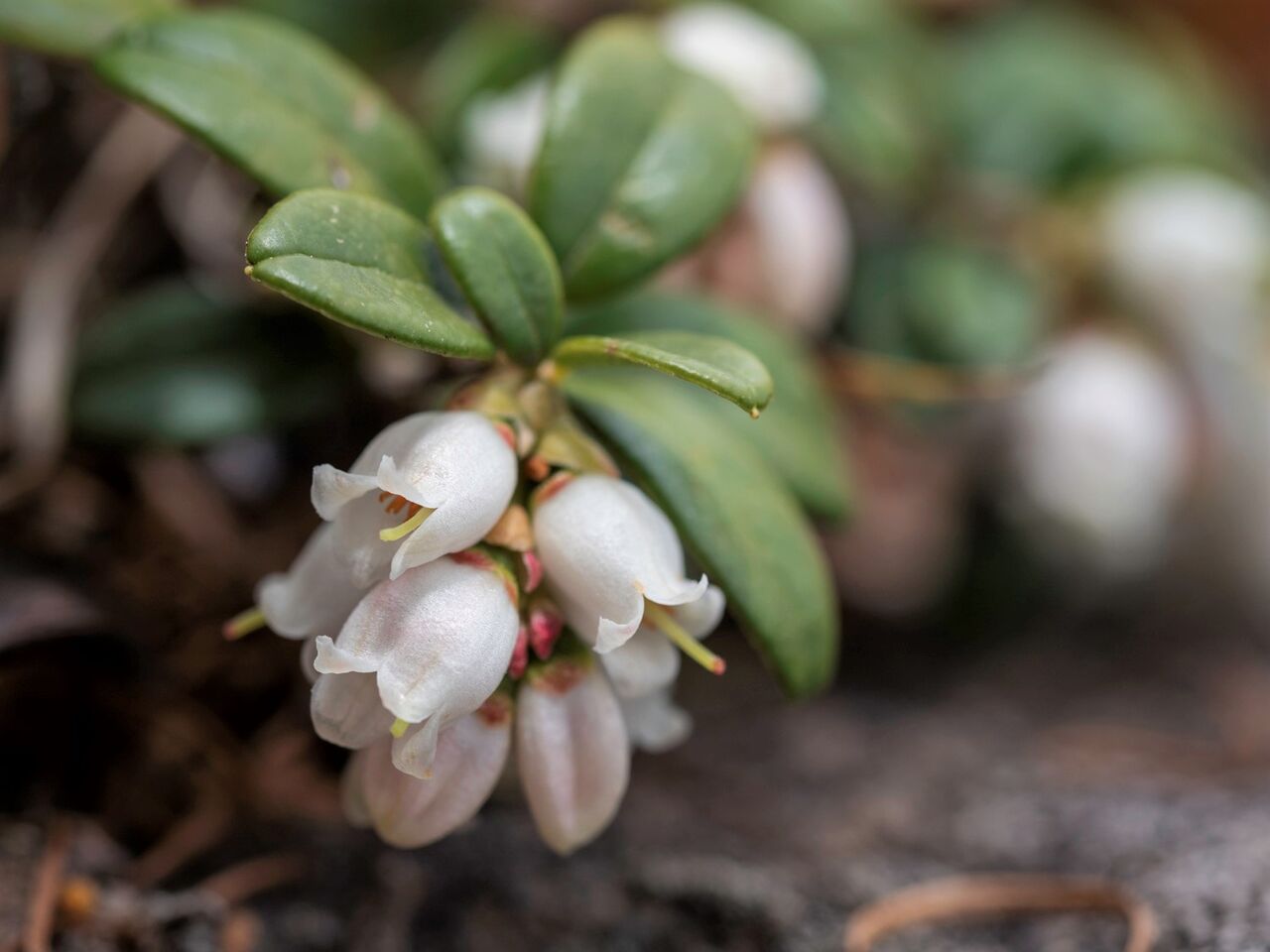 権現岳 月例登山 八ヶ岳南麓便り