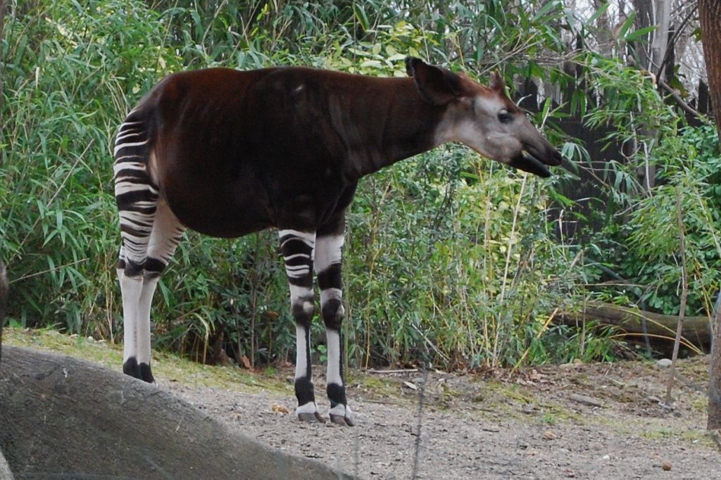 ブロンクス動物園