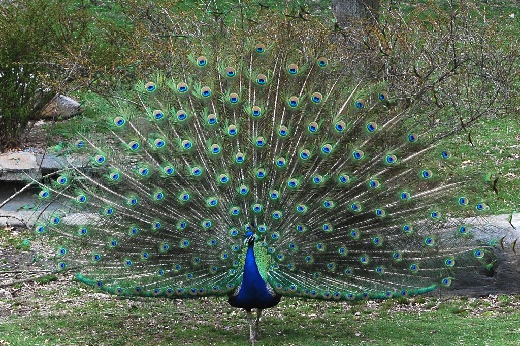 ブロンクス動物園 その6 鳥編 Maroon To Blue ブロンクス動物園 その6 鳥編 Maroon To Blue