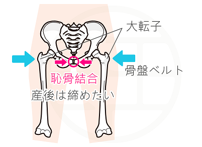 恥骨結合と骨盤ベルト