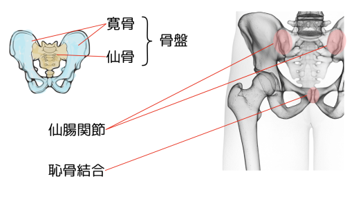 骨盤の構造解説