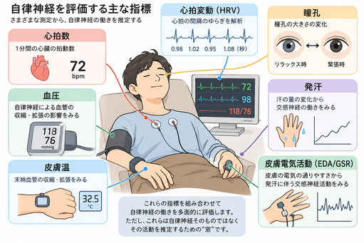 自律神経を評価する主な指標