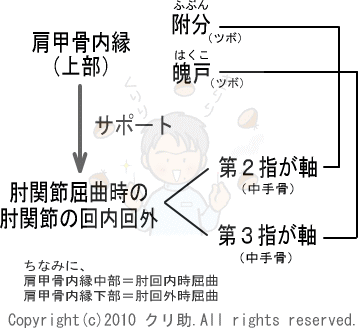 肩甲骨内縁と肘関節の関係