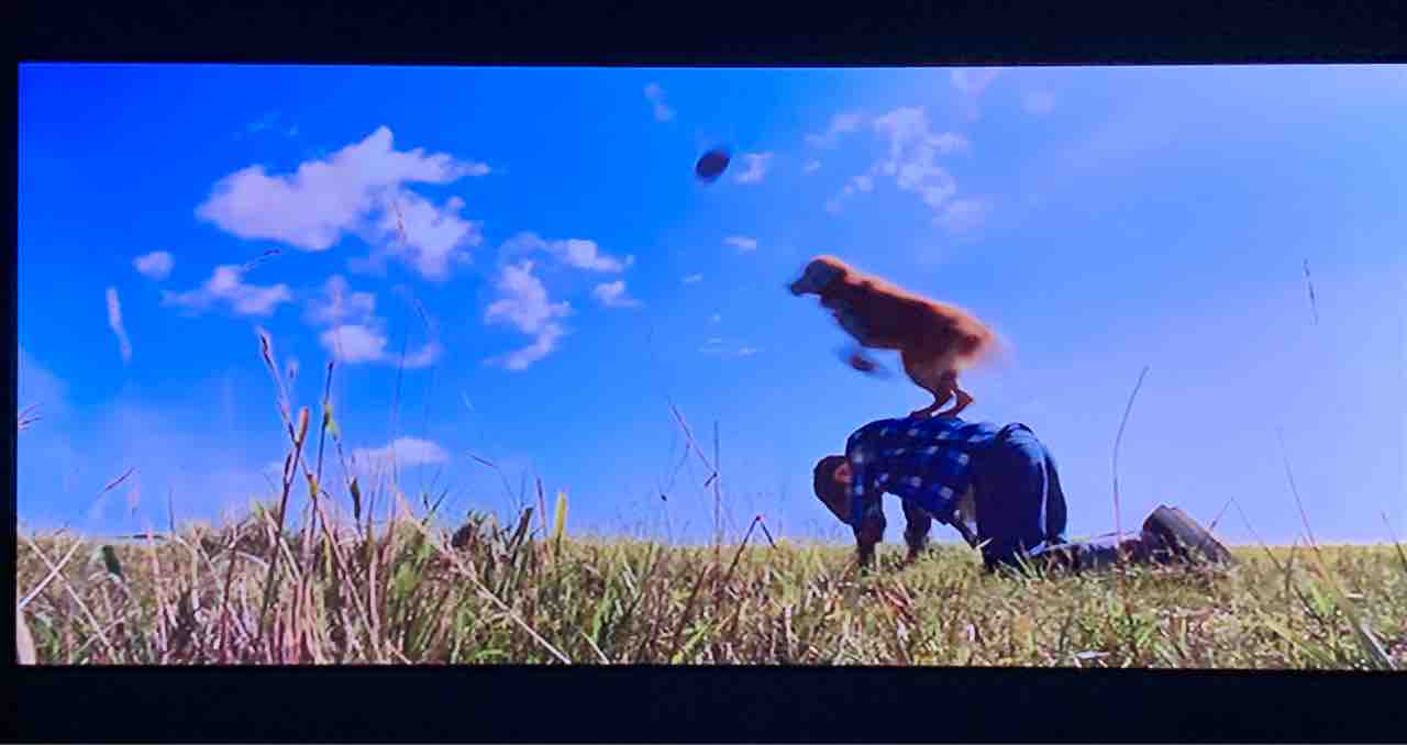僕のワンダフル ライフ 感キワ映画に出会いたい 僕のワンダフル ライフ 感キワ映画に出会いたい