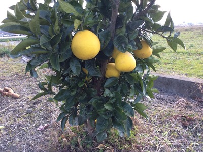 分担