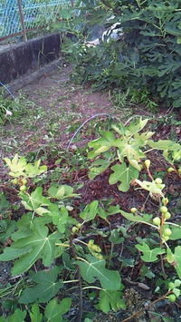 NEC_2266