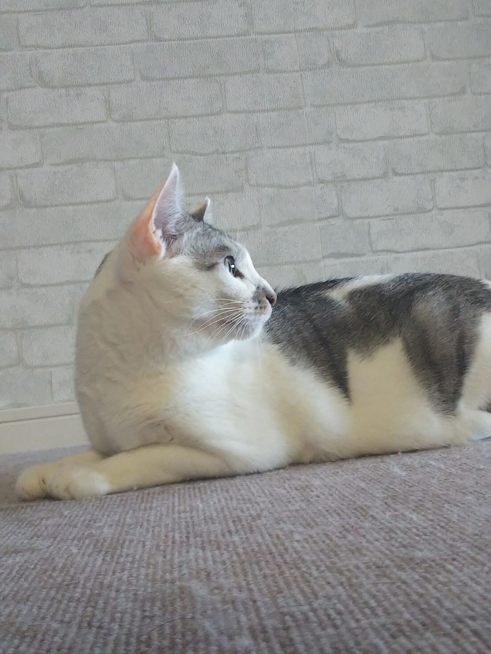 セルフ 壁紙交換 初めて猫を飼い始めまして セルフ 壁紙交換 初めて猫を飼い始めまして