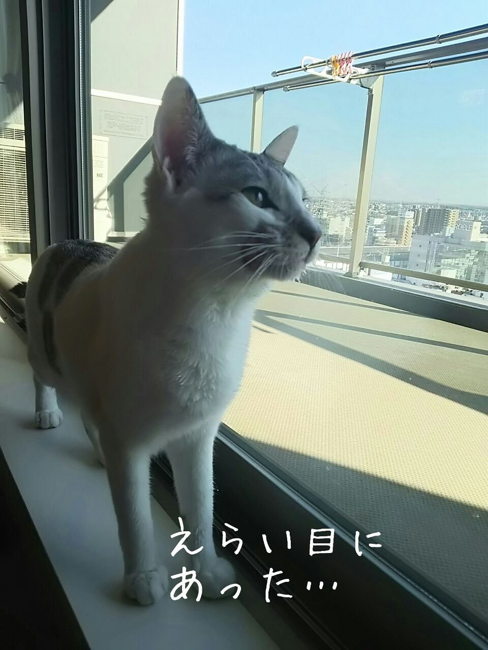 猫飼い278日目。猫飼いの心を折るアトピカ。 : 初めて猫を飼い始めましてu2026
