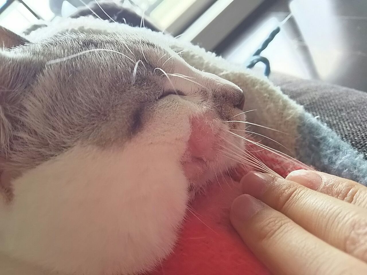猫飼い277日目。アトピカ開始で猫破産しそう。 : 初めて猫を飼い始め 