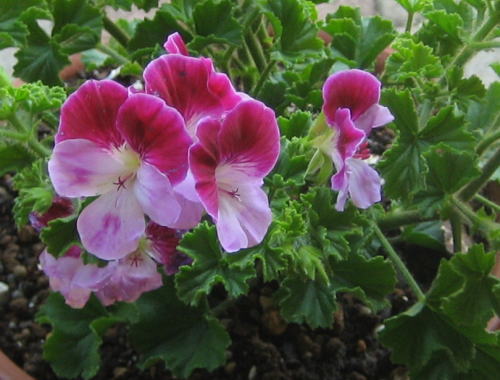 ベゴニア　クリスマスキャンドル 花苗　ゼラニウム　バラ ベゴニア クリスマスキャンドル 花苗 ゼラニウム バラ ベゴニア