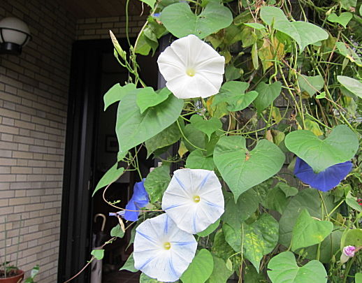 朝顔の白い花 花日記 朝顔の白い花 花日記
