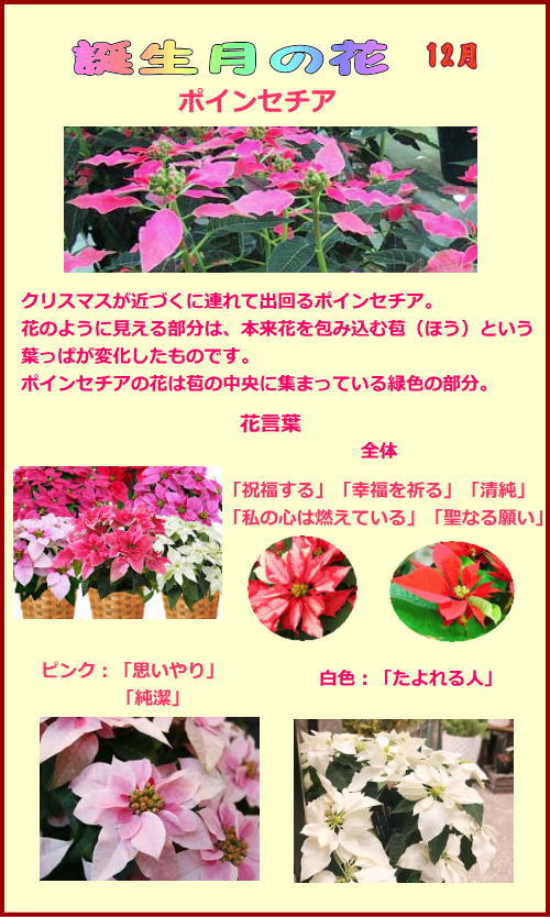 誕生月の花 12月 花日記