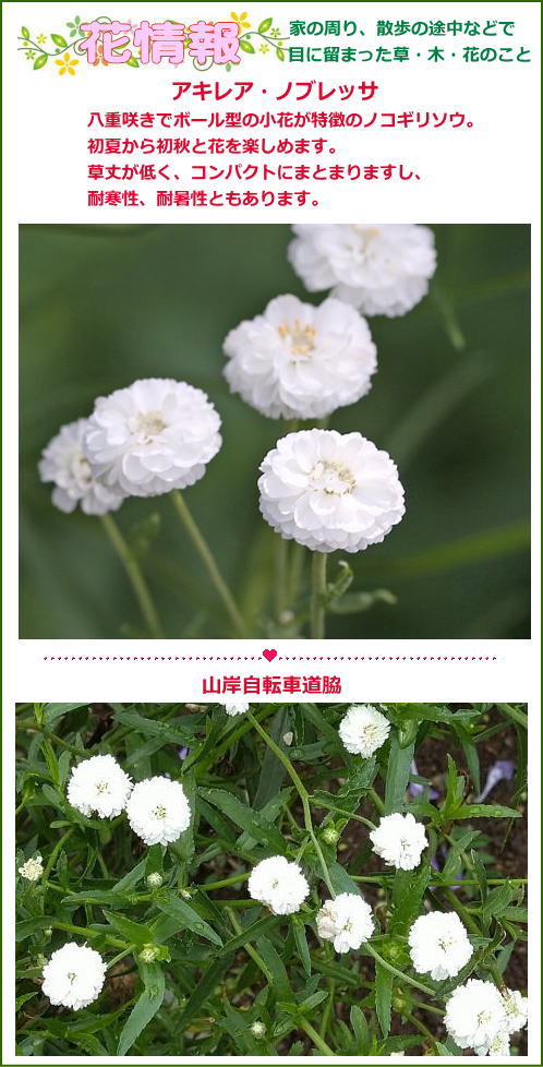 アキレア ノブレッサ 花日記
