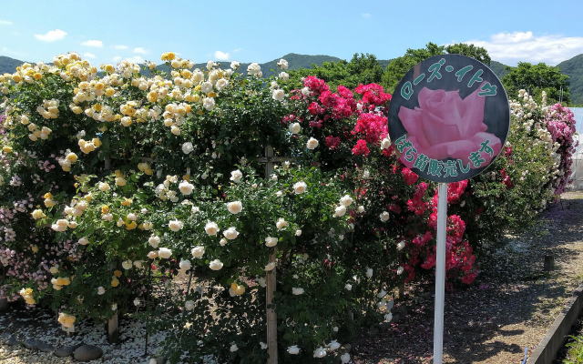 バラ園 ローズ イトウ 花日記