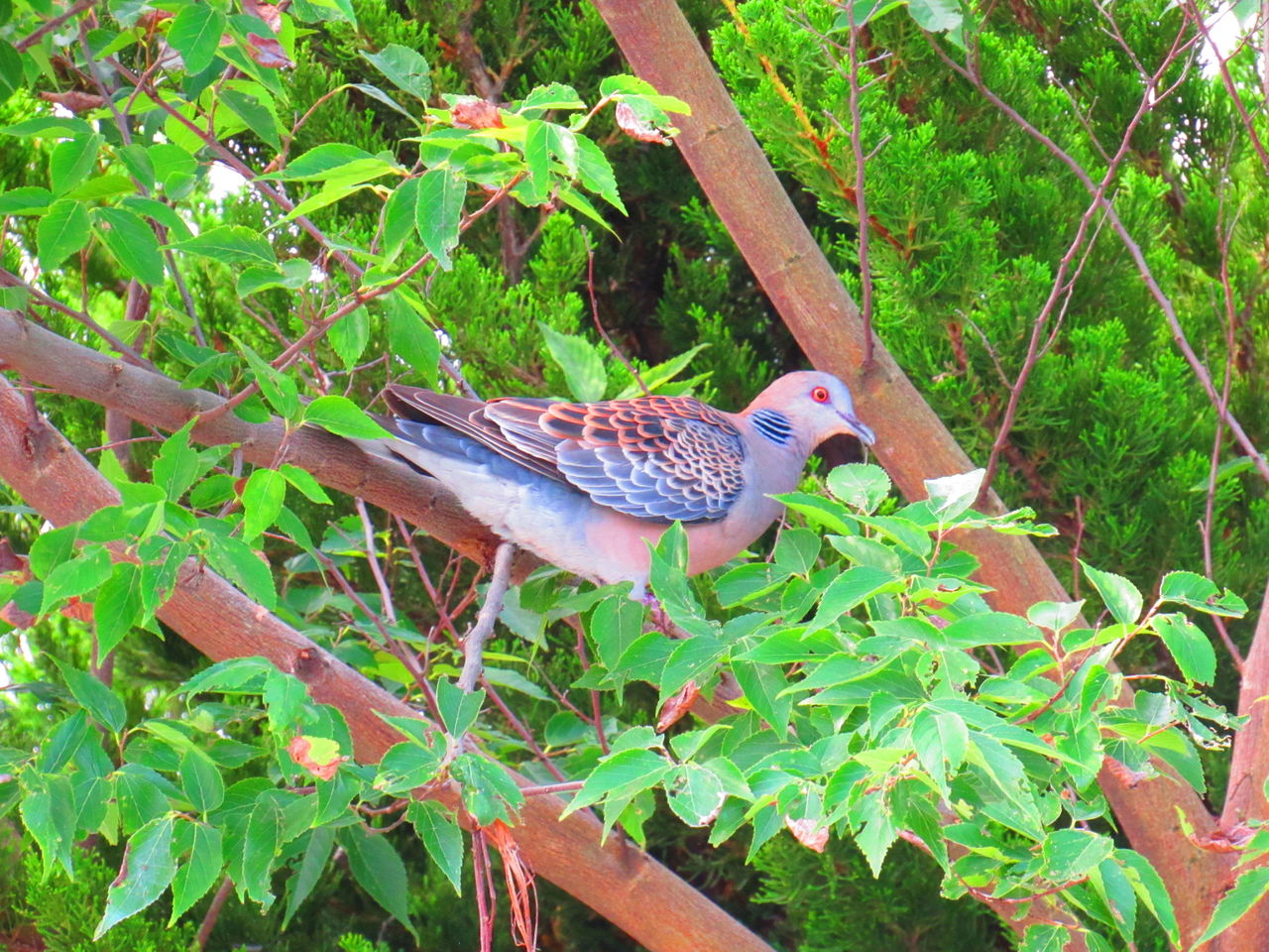 尾崎豊と宇多田ヒカル ヨウコの川歩き