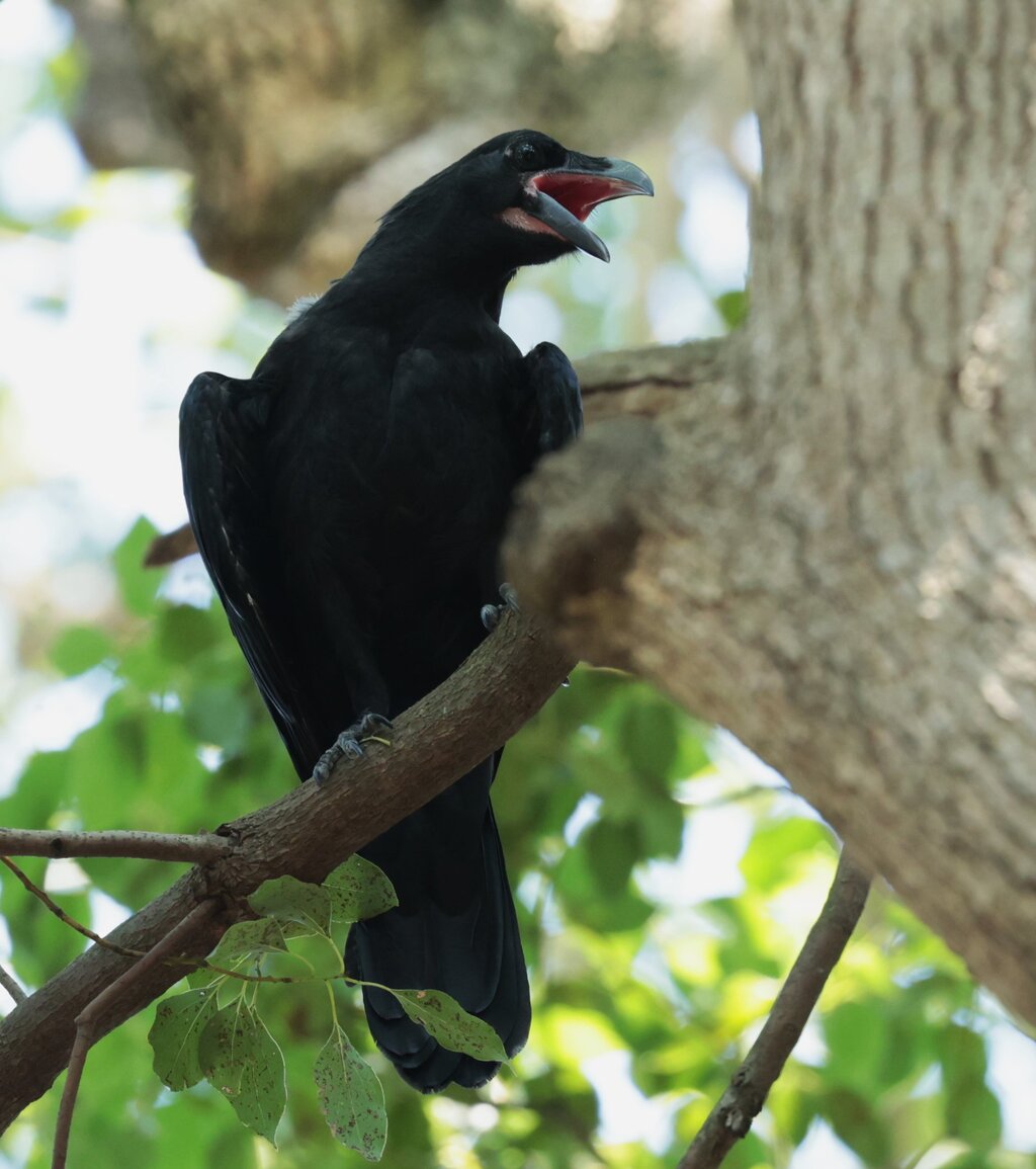 酷暑の鳥探し歩き カラスの幼鳥くんとオオヨシキリさんにご挨拶 ヨウコの川歩き